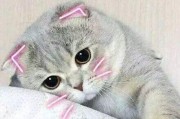 娱乐吃瓜君折耳猫原视频,折耳猫原视频背后的故事